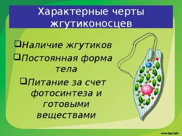 Жгутиконосцы и инфузории это класс. Биология жгутиковый класс. Растительные жгутиконосцы представители фитобентоса. Тип саркодовые и жгутиконосцы 7 класс жгутиконосцы. Хроматофор у эвглены зеленой.