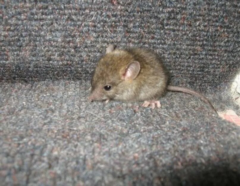 Маленькая крыса и мышь. Мышь и маленький крысенок. Мышки крыски экскременты. Маленький крысенок и мышонок. Как отличить мышь