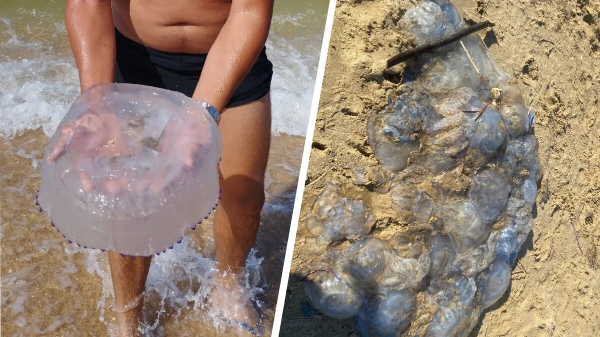 В Анапе море заполонили медузы. Из-за них вода похожа на желе - Афиша Daily