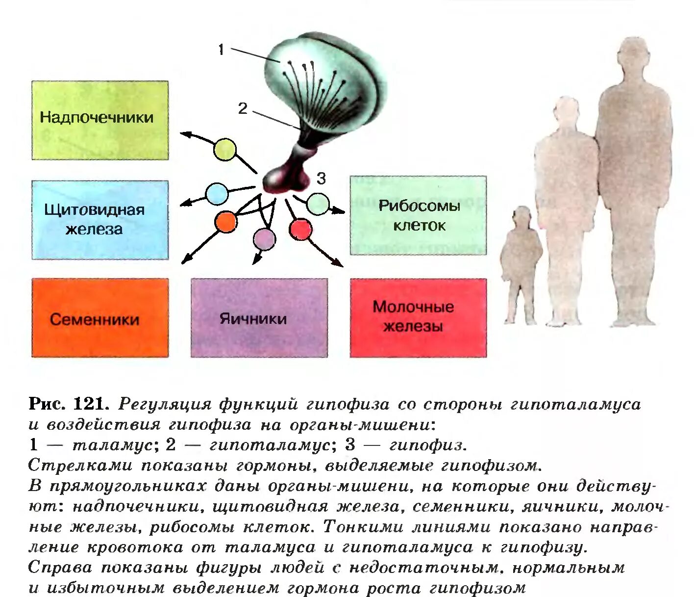 Регуляторные функции гипофиза. Регуляция гормонов гипофиза. Гуморальная регуляция гипофиз. Гормоны гипофиза и гипоталамуса таблица. Гормон центральной нервной системы