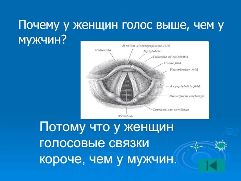 Голосовые парней. Голосовые связки мужчин и женщин. голосовые связки у женщин. голосовые связки у мужчин. мужские и женские голосовые связки.