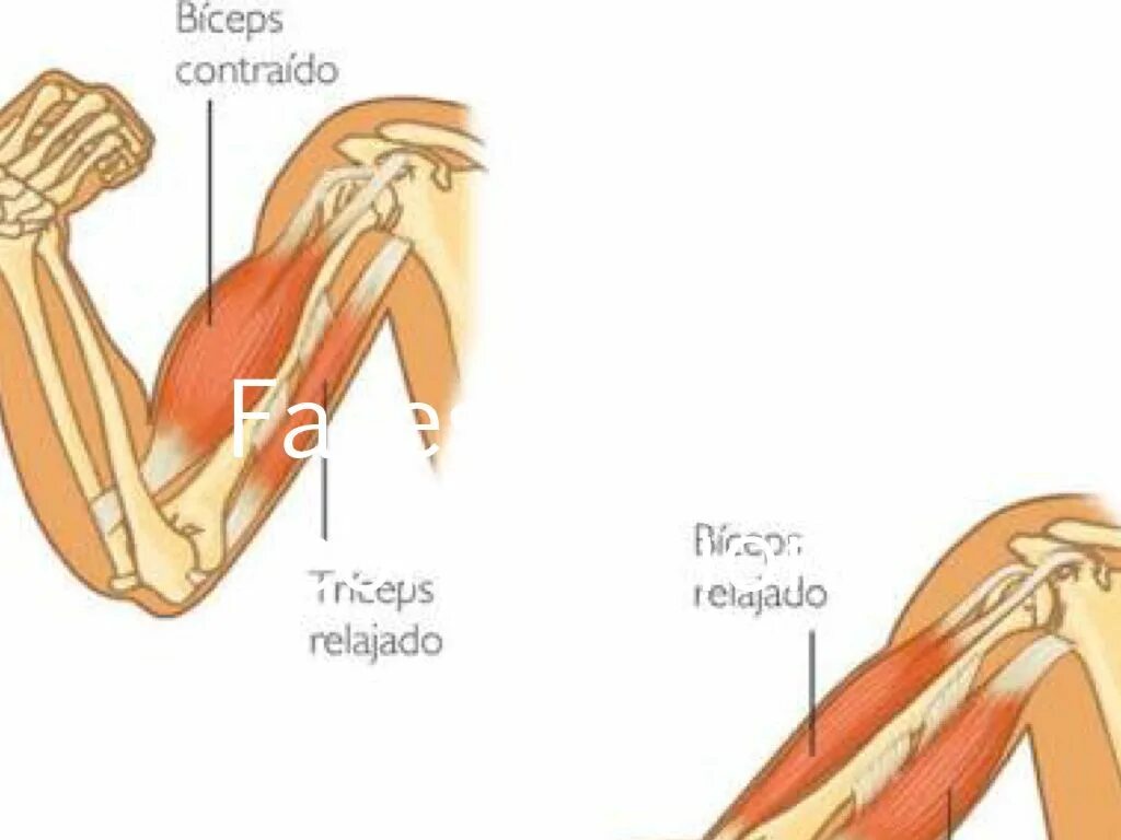 Свойства мышц. Бицепс и трицепс анатомия. Мышцы рук бицепс трицепс. Сократительные свойства мышц.