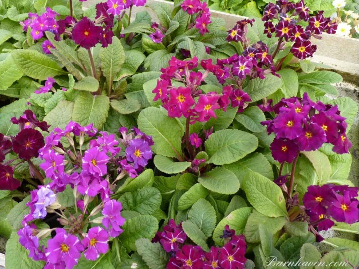 Питомники примул. Примула barnhaven. примула маджента. примула acaulis springsun violet/fruhl.