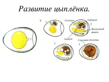 Развитие зародыша птицы курицы лабораторная работа