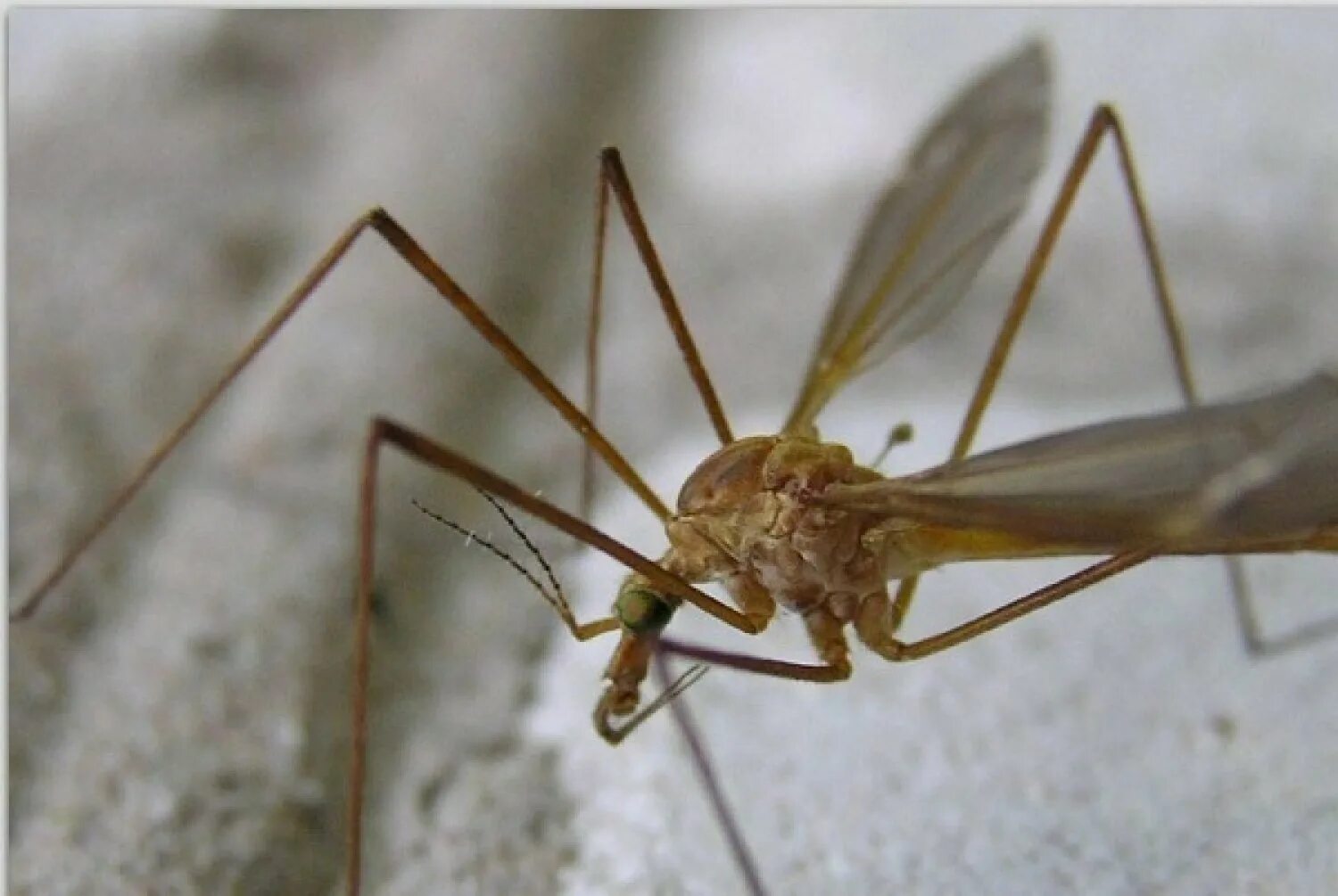 Как называется большой комар. Карамора комар долгоножка. Комар долгоножка опасен. Красный комар долгоножка. Долгоножка большая.