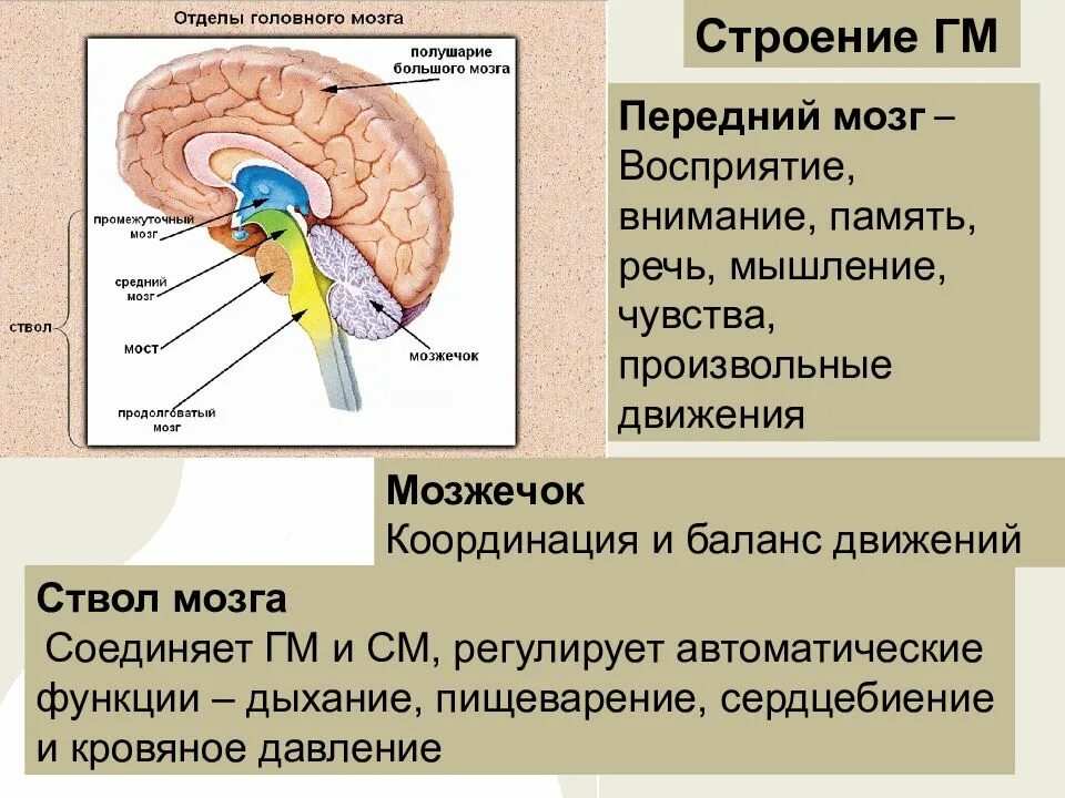 Отделы переднего мозга. Отделы промежуточного мозга. Передний мозг состоит из. За координацию движений отвечает отдел головного мозга.