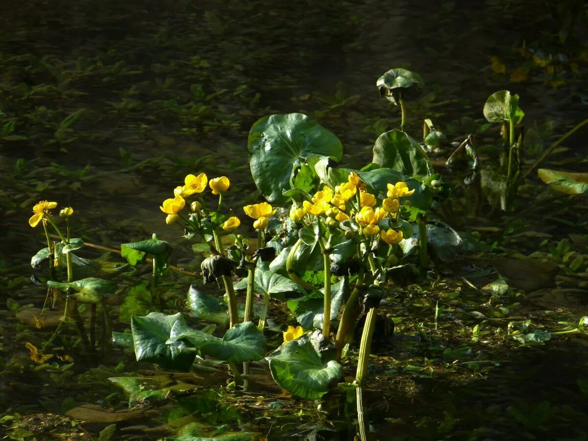 Ярко болотный. Калужница Болотная. Калужница Болотная (Caltha palustris). Калужница Болотная – Cáltha palústris l.. Болотные желтые цветы калужница.