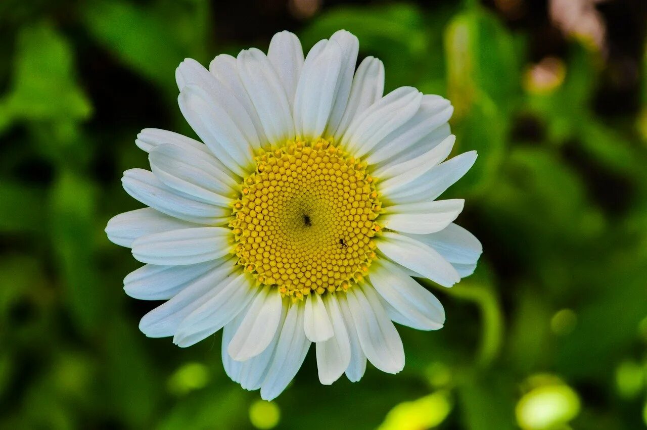 Camomile ромашка. Далматская ромашка. Daisy маргаритка или ромашка. Соцветие ромашки фото. Фото ромашек высокого качества.