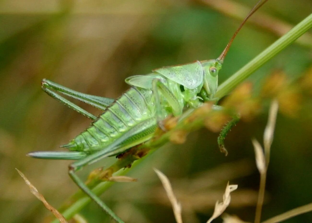 J. Сибирская кобылка саранча. Много кузнечиков. Кузнечик хвостатый. Кузнечик уэта.