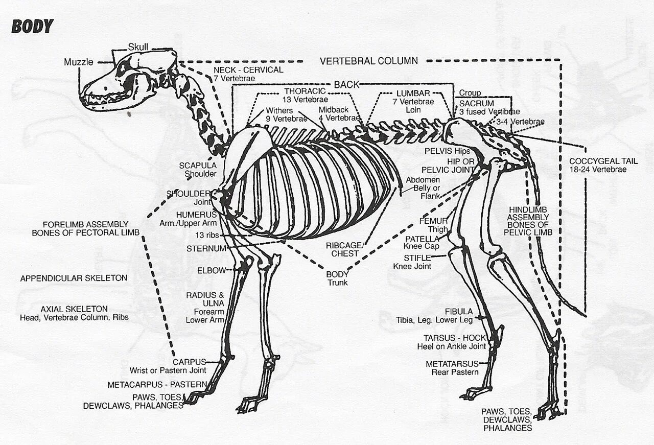 Какие отделы позвоночника у собак. Скелет собаки позвоночник. Позвоночник собаки схема позвонков с обозначение. Костный скелет собаки. Скелет собаки с описанием.