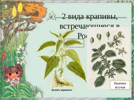 Строение крапивы