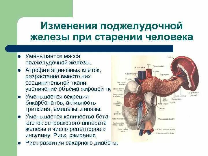 Влияние печени на поджелудочную. Поджелудочная железа возрастные изменения старость. Возрастные особенности поджелудочная поджелудочная железа. Особенности поджелудочной железы. Возрастные особенности поджелудочной железы.