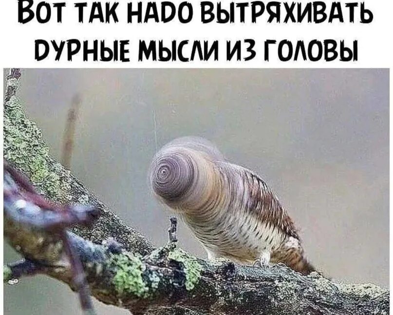 Если он не выходит из головы. Если он не выходит из головы