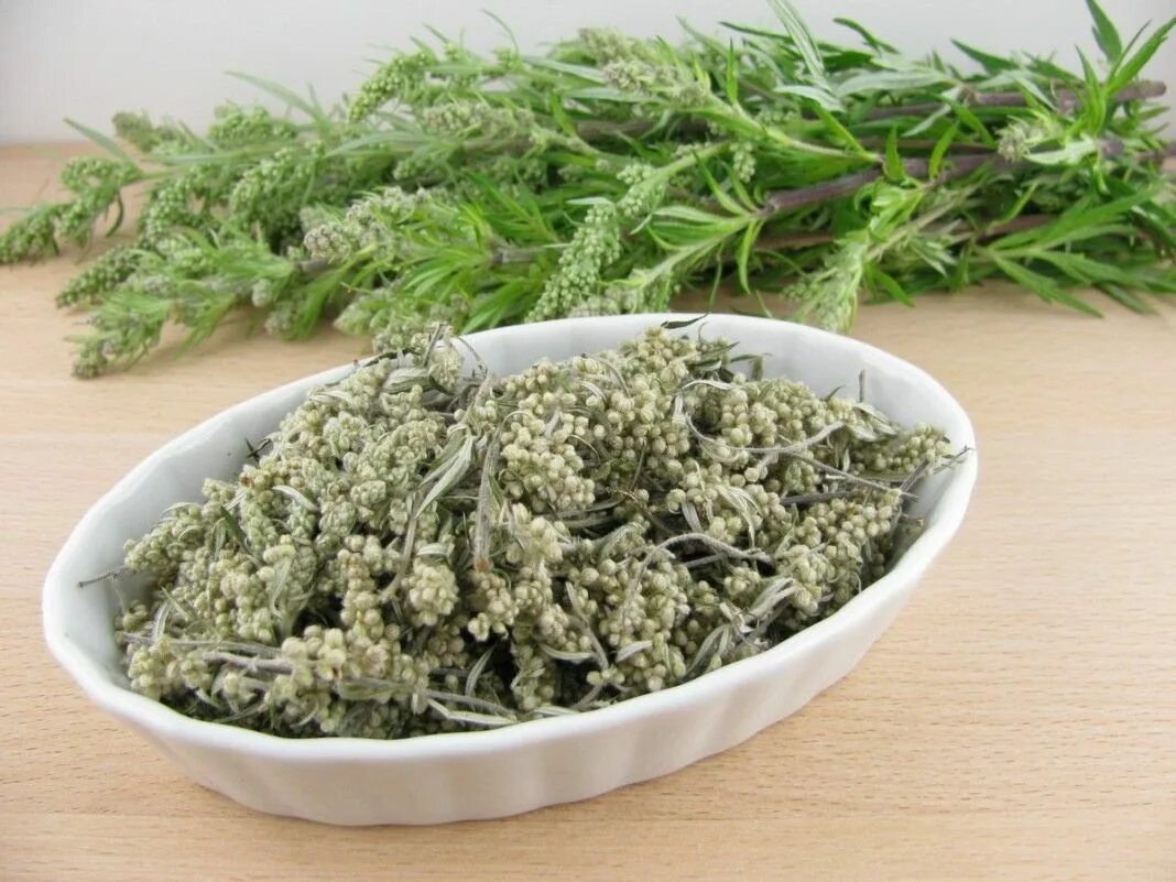 Полынь чернобыльник artemisia vulgaris. Полынь степная чернобыльник. Полынь лечебная. Полынь золотая. Полынь горькая соцветие.