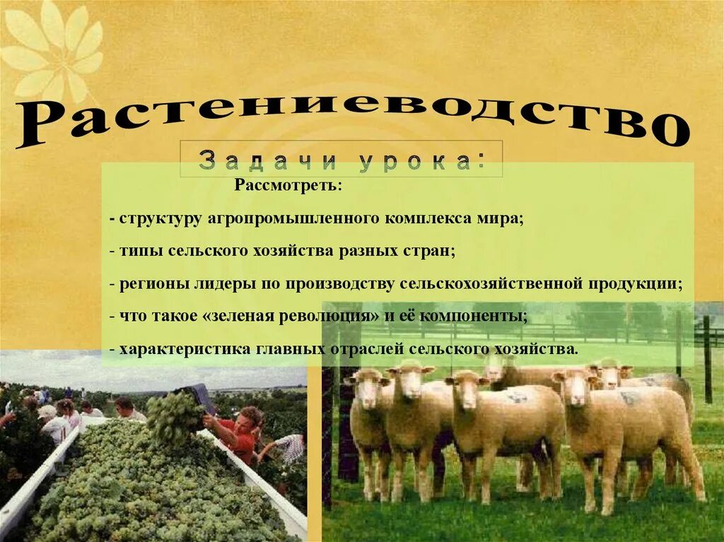 Что входит в структуру растениеводства. Что входит в структуру растениеводства
