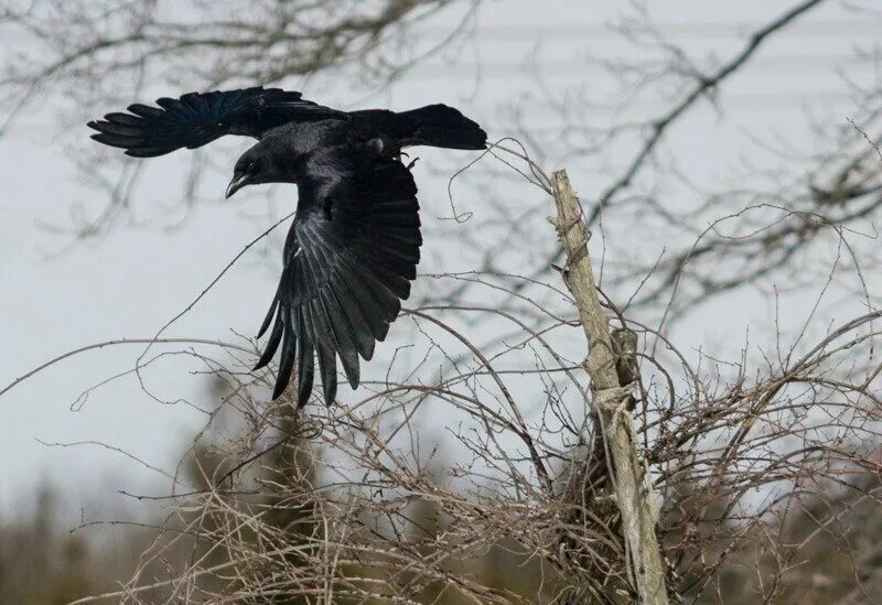 Жила ворона в заколоченном на зиму. Ворон. Вороны кружатся. Ворона. Лесной ворон.