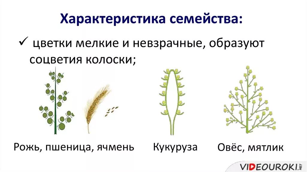 Тип соцветия злаковых. Строение соцветия злаковых. соцветия злаковых растений. соцветия злаковых трав. мятликовые соцветие.