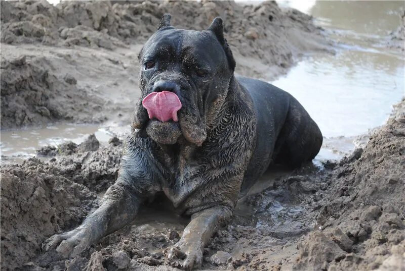 Почему собаки грязные. Кане Корсо толстый. Кане Корсо слюнявые. Кане Корсо в грязи.