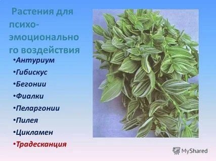 Традесканция герань