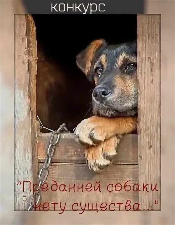 Собаки нету существа. Преданней собаки нету существа. преданней собаки нету существа картинки. преданней собаки песня. преданней собаки нету существа киноцитата фото.