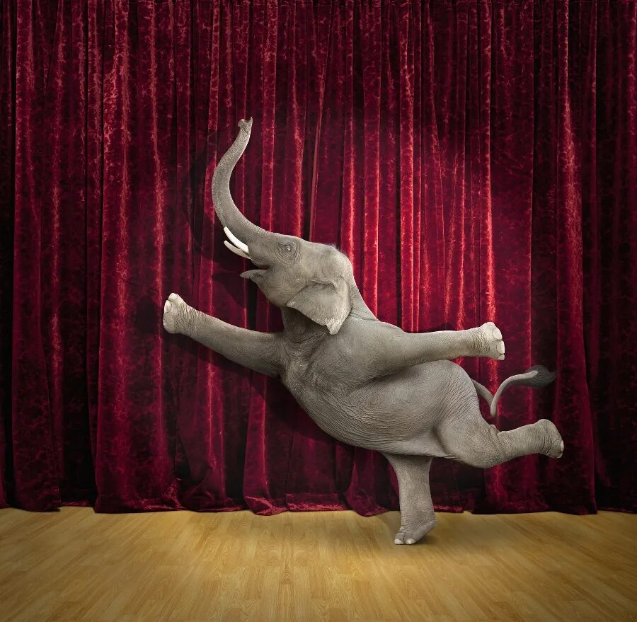 Танцующий слон. Слон танцует. Животные в балете. Танцующие слоны. Танец слоники