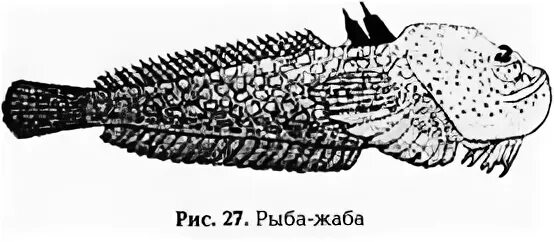 Пятнистый скат хвостокол. Черноморская скорпена-ёрш. Скат хвостокол. Подкаменщик бычок синий. Мурлоки хартстоун.