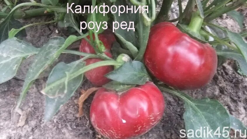 Солнечный сад валентины редько каталог сорта томатов. Солнечный сад валентины редько каталог сорта томатов. Каталог редько. Томат долговязая салли. Сорта помидор для сибири.