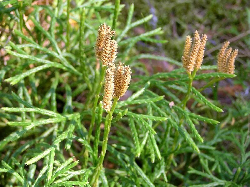 Плаун обоюдоострый. Дифазиаструм сплюснутый. Lycopodium complanatum.