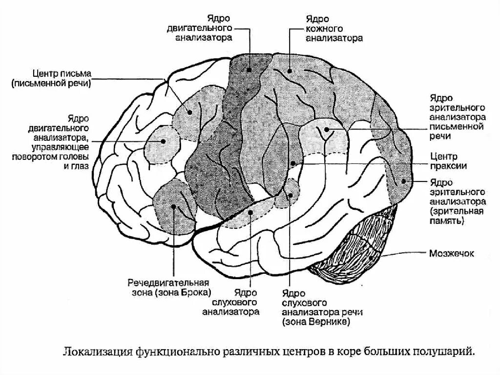 Строение речедвигательного анализатора схема. Речедвигательный анализатор схема. Схема кожно-кинестетического анализатора. Центральный отдел кинестетического анализатора. Корковая активность головного мозга