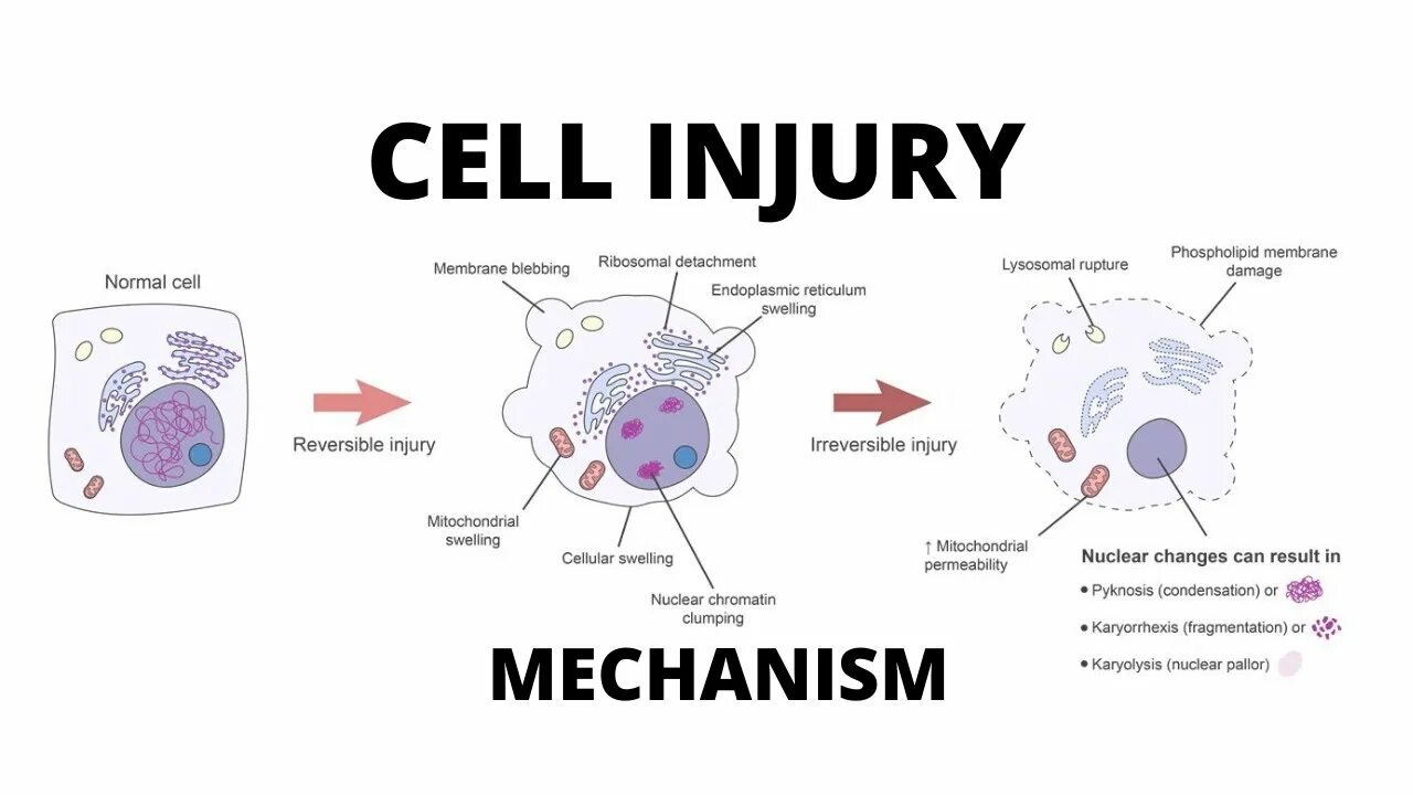 Reversed cell. Трансцитоз. mechanism of specific cell damage. трансцитоз примеры. трансцитоз анимация.