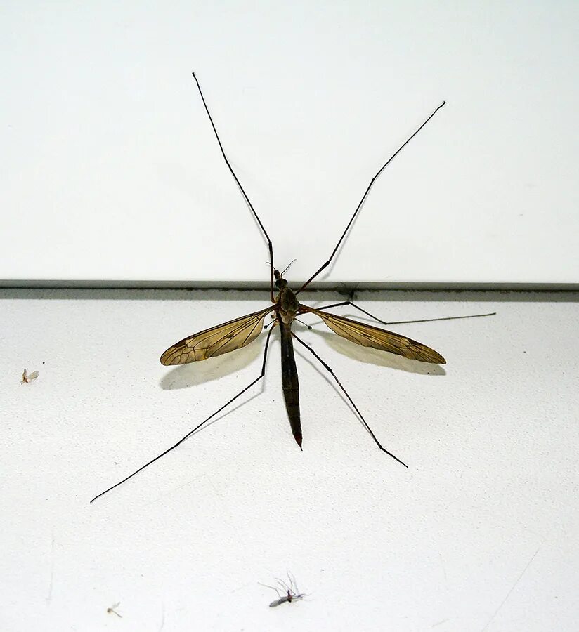Малярийный комар долгоножка. Карамора лим. Долгоножка болотная (tipula paludosa meig. Карамора лим. Долгоножка кольчатая.