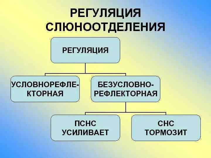 Процесс слюноотделения. Регуляция слюноотделения. Регуляция слонотдление. Нервная регуляция слюноотделения. Фазы регуляции слюноотделения.