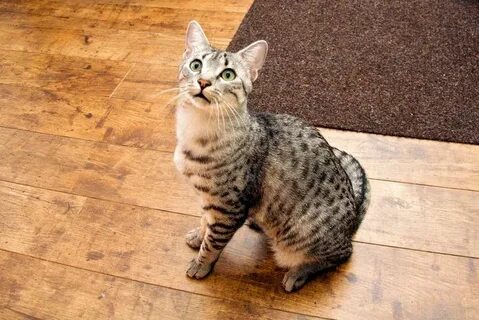 Египетская мау котенок