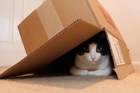 Empty cat