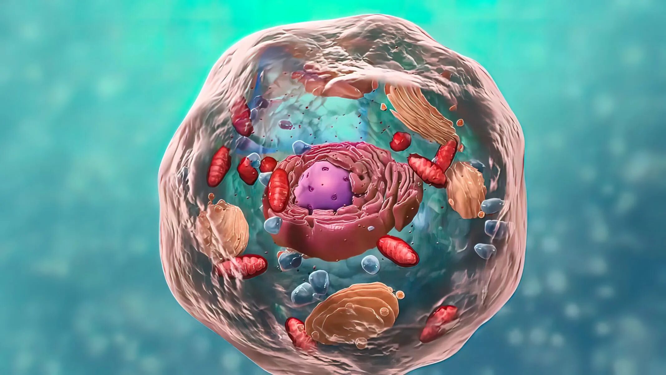 Cell image. Cell image