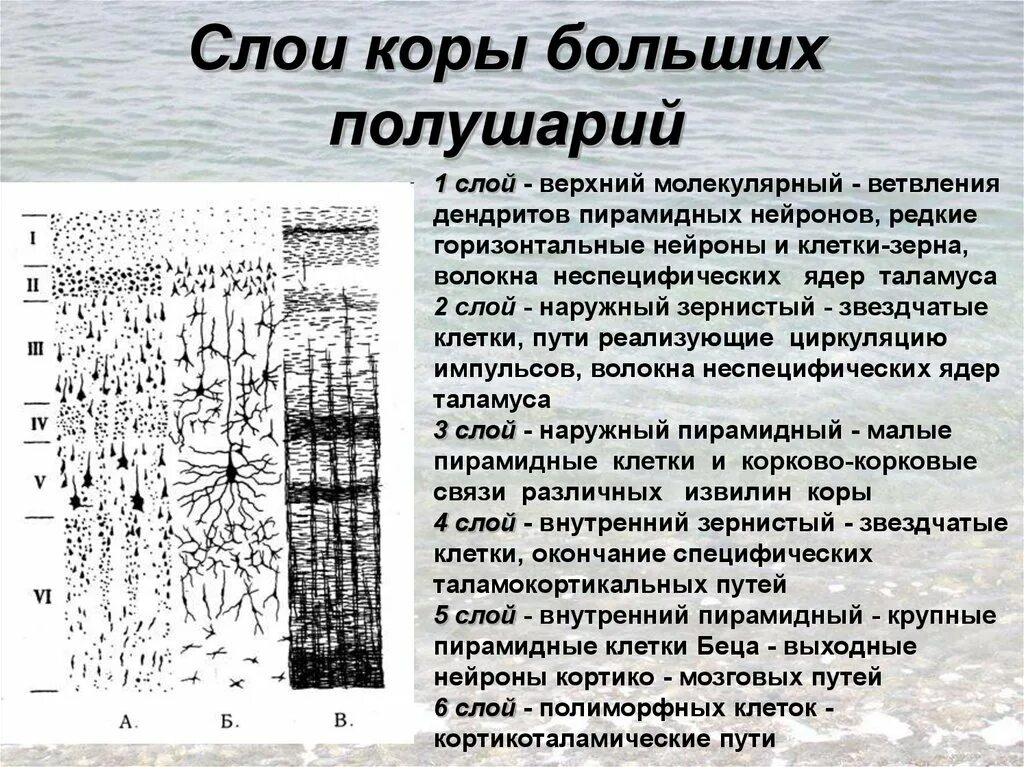 Каково биологическое значение извилистого строения коры больших. Каково биологическое значение извилистого строения коры больших