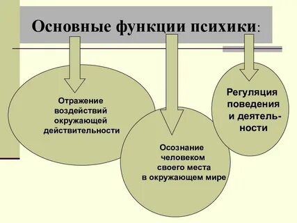 Каковы основные функции психики