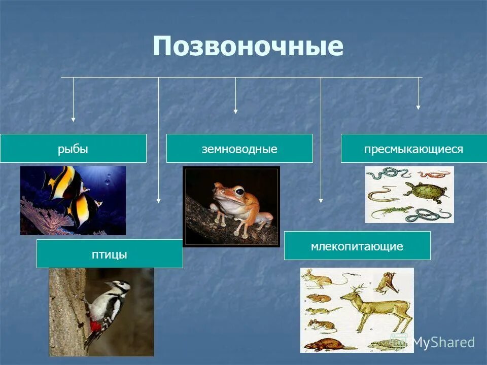 Отделы тела пресмыкающихся и млекопитающих