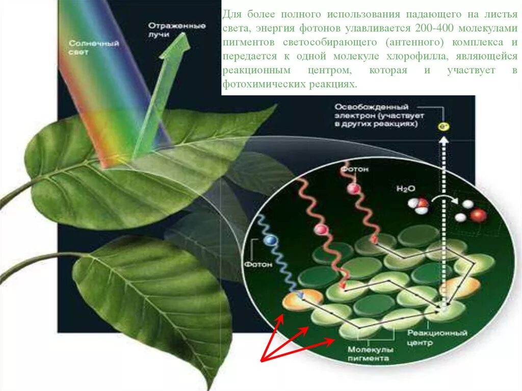 Фотосинтез. Зеленый лист фотосинтез. Хлорофилл фотосинтез. Фотохимические реакции фотосинтеза. Хлорофиллы поглощают свет
