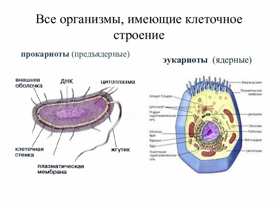 Выберите эукариотических организмов. Строение клетки прокариот и эукариот рисунок. Строение эукариотической клетки и прокариотической клетки. Строение прокариот и эукариот. Строение клетки прокариот и эукариот.