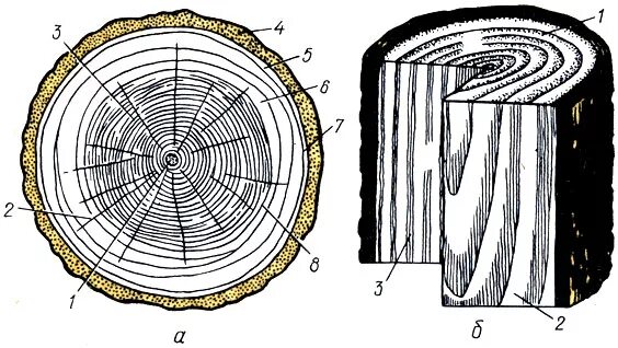 Поперечный и продольный срез. Поперечный срез ствола дерева. Поперечный спил ствола липы. Макроструктура древесины поперечный срез. Поперечный тангенциальный радиальный.