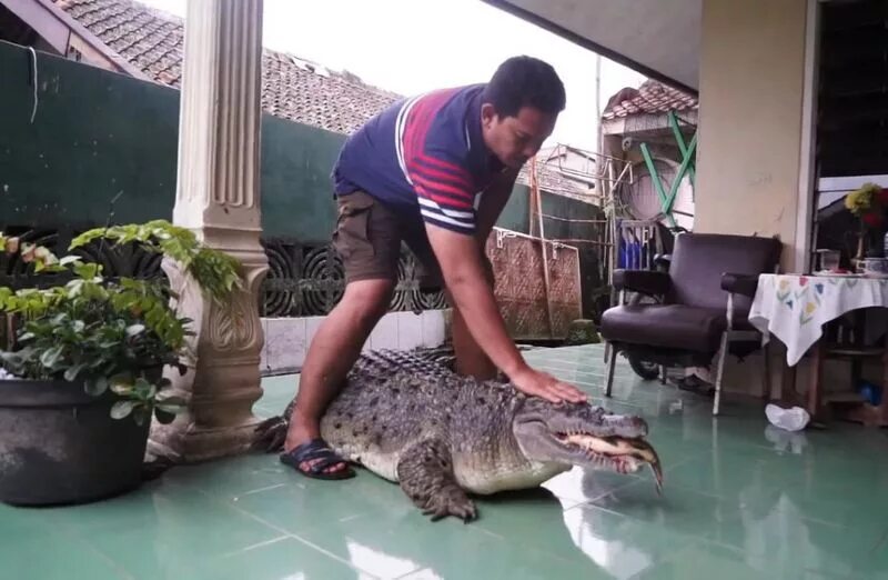 Домашние животные в Индонезии. Игзотические питомец живые. Крокодил свинья