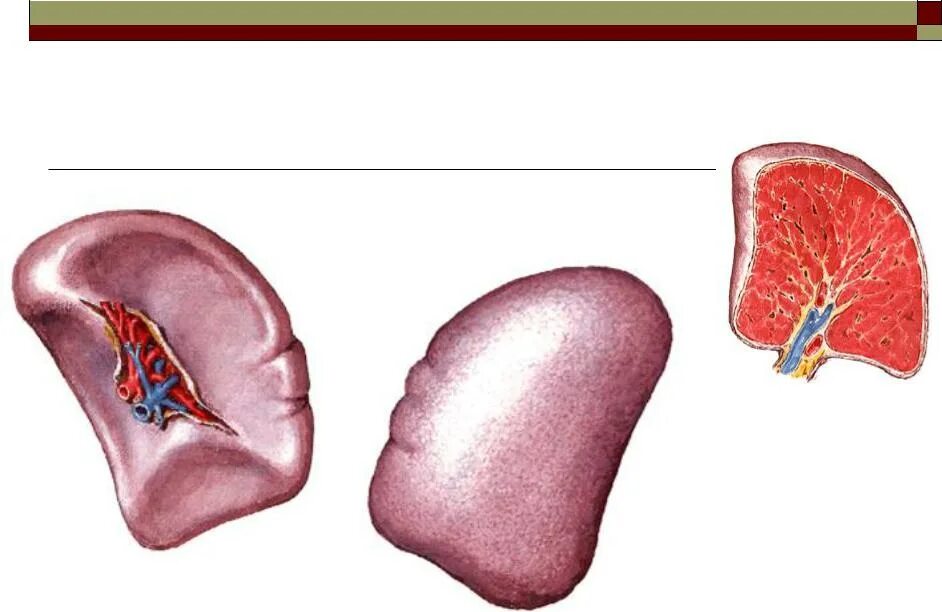 Селезенка анатомия. Строение селезенки.