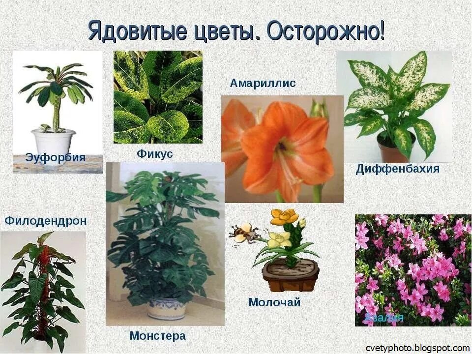 Домашние цветы опасные для людей. Комнатные растения. Ядовитые комнатные растения. Комнатные растения названия. Ядовитые домашние цветы.