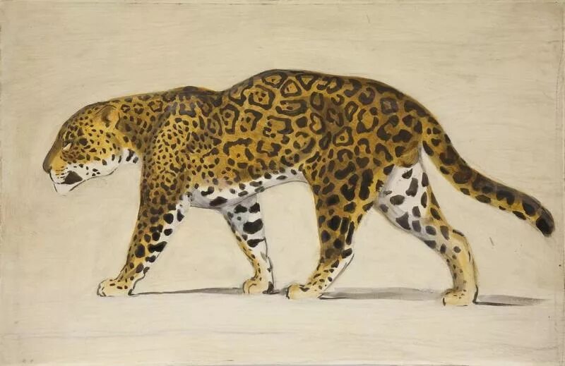 василий ватагин художник анималист. василий ватагин анималист. анималист василий ватагин пума канадская. василий ватагин анималистика. василий ватагин анималист.