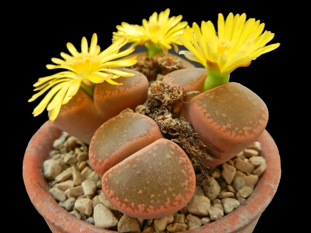 Суккулент литопс. Суккуленты литопсы. Суккулент Литопс Аукамп. Lithops lesliei. Орешек суккулент Литопс Lithops lesliei аlbinica.