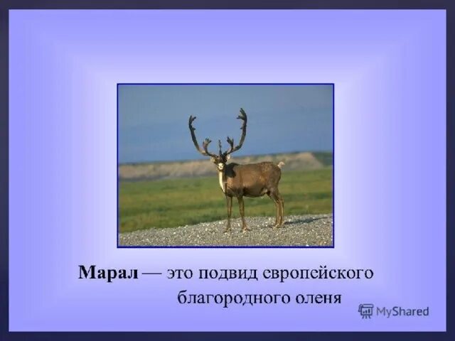 Научный текст про оленя. Олень Марал интересные факты. Благородный олень презентация. Интересные факты про благородного оленя. Описание оленя.