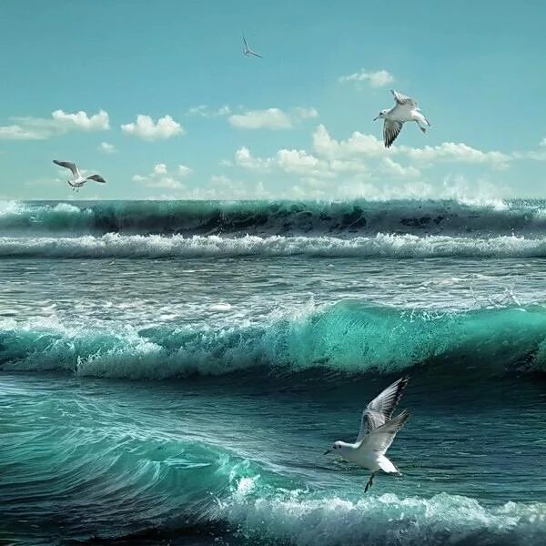 Прибой чайка. Море, Чайки. Море волны Чайка. Чайки на волнах. Птицы над морем.
