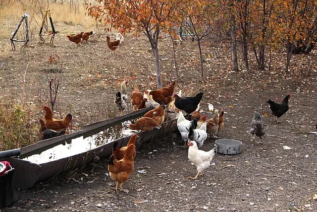 Куры на выгуле фото How Long Do Chickens Lay Eggs Eco Peanut Chickens backyard, Chicken coop, Chi