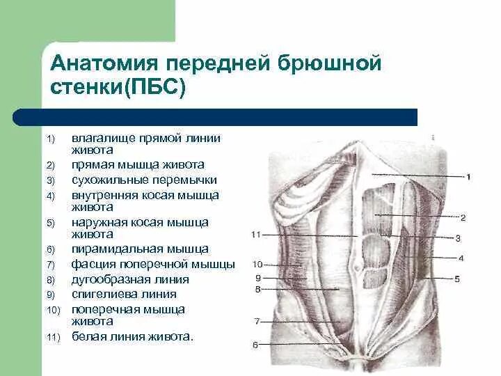 Стенка анатомия. Мышцы передней брюшной стенки топографическая анатомия. Слои передней брюшной стенки анатомия. Строение передней брюшной стенки анатомия. Передняя брюшная стенка топография.